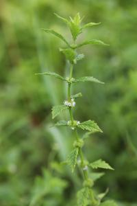 <i>Lycopus europaeus</i>