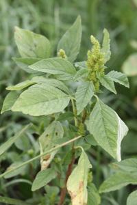<i>Amaranthus hybridus</i>