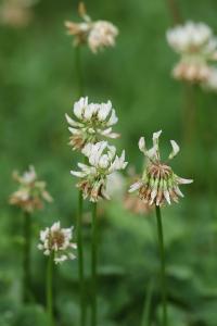 <i>Trifolium repens</i>