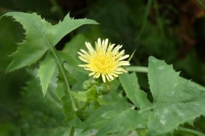 <i>Sonchus oleraceus</i>