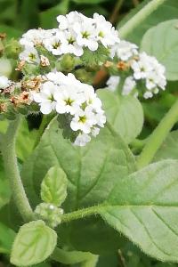 <i>Heliotropium europaeum</i>