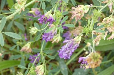 <i>Medicago sativa</i>