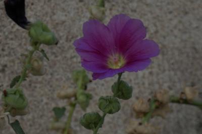 <i>Alcea rosea</i>
