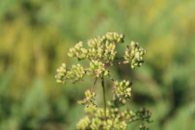 <i>Peucedanum gallicum</i>