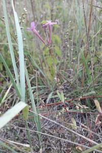 <i>Atocion armeria</i>
