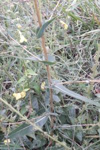 <i>Lactuca serriola</i>