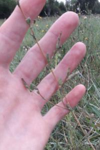 <i>Lactuca serriola</i>