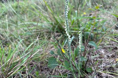 <i>Spiranthes spiralis</i>