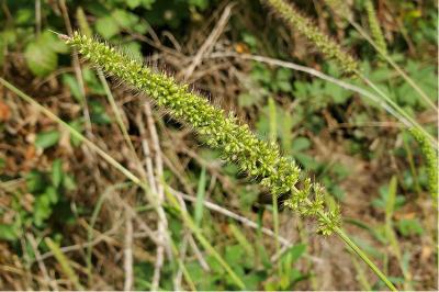 <i>Setaria verticillata</i>