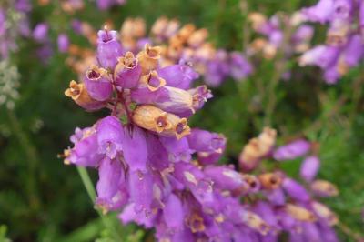 <i>Erica cinerea</i>