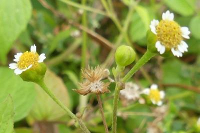 <i>Galinsoga parviflora</i>