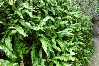 <i>Asplenium scolopendrium</i>