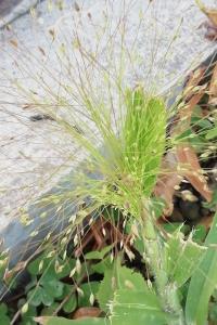 <i>Panicum capillare</i>