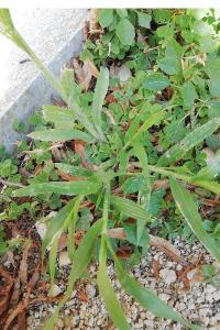 <i>Panicum capillare</i>