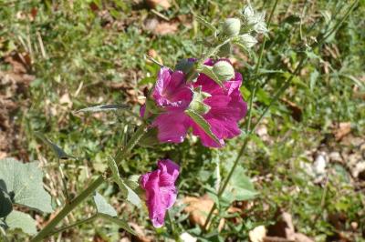 <i>Alcea rosea</i>