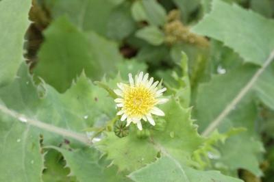 <i>Sonchus oleraceus</i>
