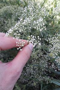 <i>Falcaria vulgaris</i>