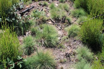 <i>Agrostis curtisii</i>