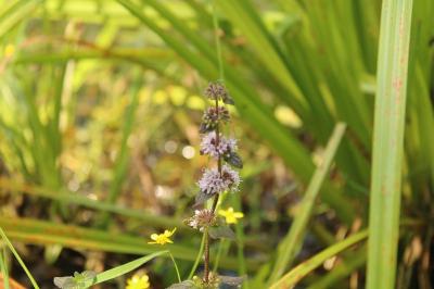 <i>Mentha arvensis</i>