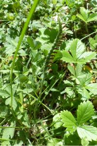 <i>Spiranthes spiralis</i>