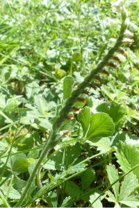 <i>Spiranthes spiralis</i>