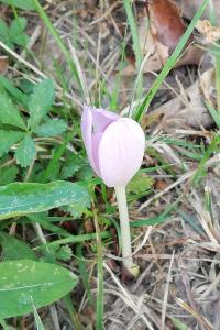 <i>Colchicum autumnale</i>