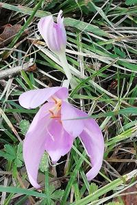 <i>Colchicum autumnale</i>