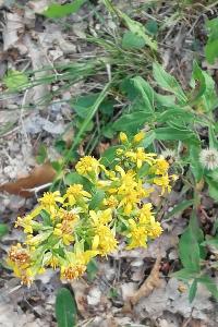 <i>Solidago virgaurea</i>