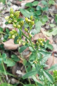 <i>Solidago virgaurea</i>