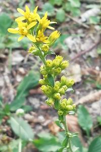 <i>Solidago virgaurea</i>
