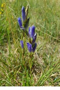 <i>Gentiana pneumonanthe</i>