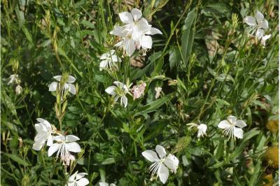 <i>Oenothera lindheimeri</i>