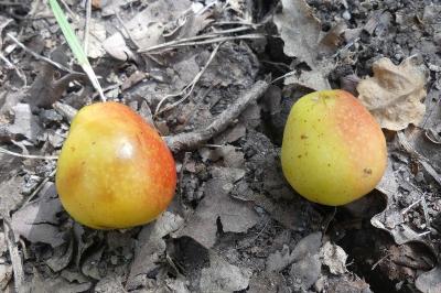 <i>Cormus domestica</i>