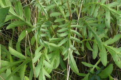<i>Serratula tinctoria</i>