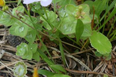<i>Baldellia ranunculoides</i>
