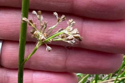 <i>Juncus effusus</i>