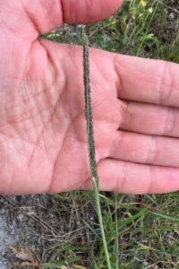 <i>Sporobolus indicus</i>