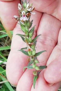 <i>Odontites vernus subsp. serotinus</i>