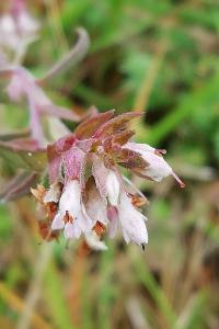 <i>Odontites vernus subsp. serotinus</i>
