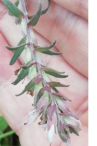 <i>Odontites vernus subsp. serotinus</i>