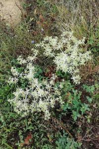 <i>Eryngium campestre</i>