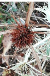 <i>Eryngium campestre</i>