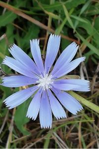 <i>Cichorium intybus</i>