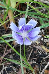 <i>Cichorium intybus</i>