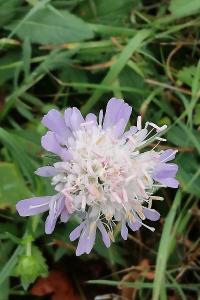 <i>Knautia arvensis</i>