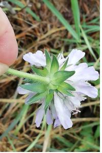 <i>Knautia arvensis</i>