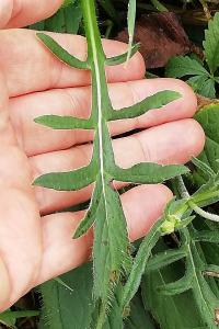 <i>Knautia arvensis</i>