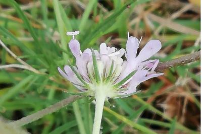 <i>Scabiosa columbaria</i>