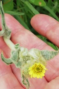 <i>Andryala integrifolia</i>