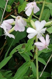 <i>Saponaria officinalis</i>